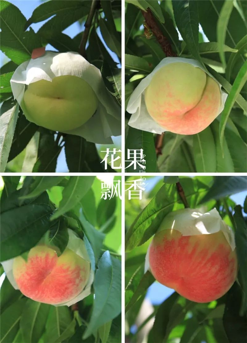 桃子的变化过程图图片