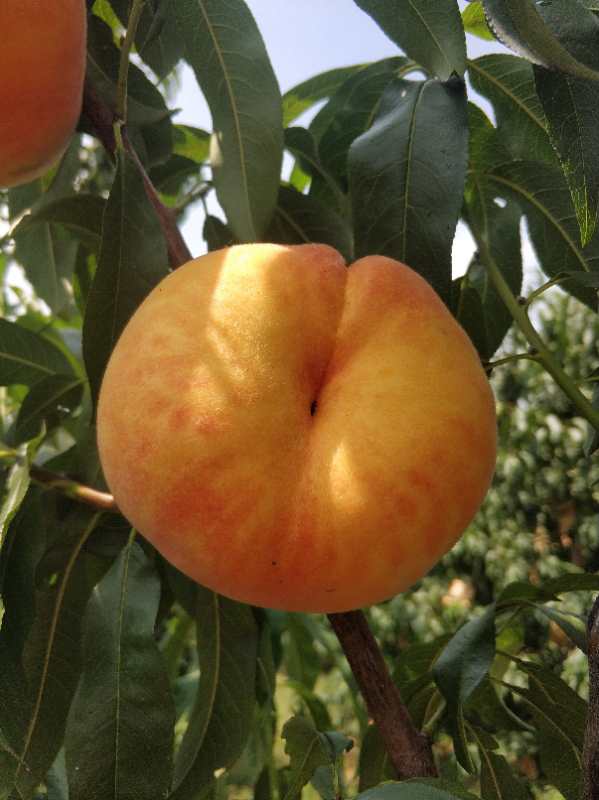 中蟠21号特点离核中蟠21号蟠桃苗品种特性