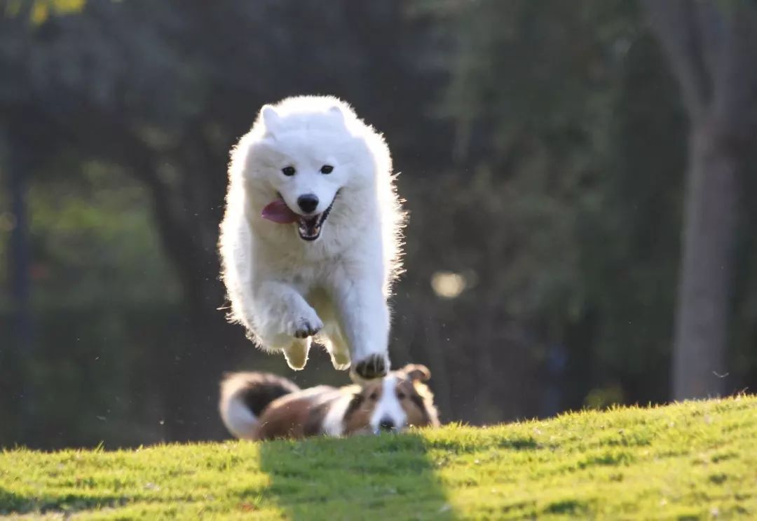 科普:宠物减重——运动篇_狗狗