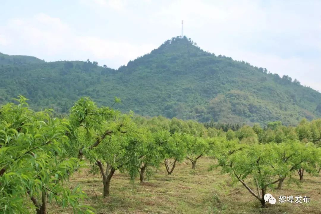 黎埠镇鲁塘村有着得天独厚的自然环境非常适合种植鹰嘴桃冬天不太冷且