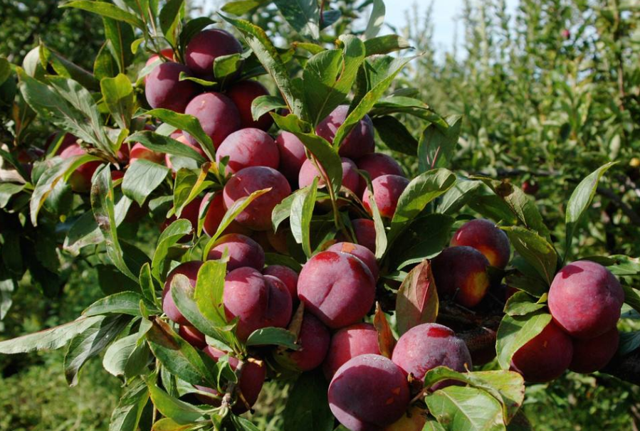 李子食心虫的防治李子实心虫的成虫是灰褐色小蛾子,幼虫呈粉红色或淡
