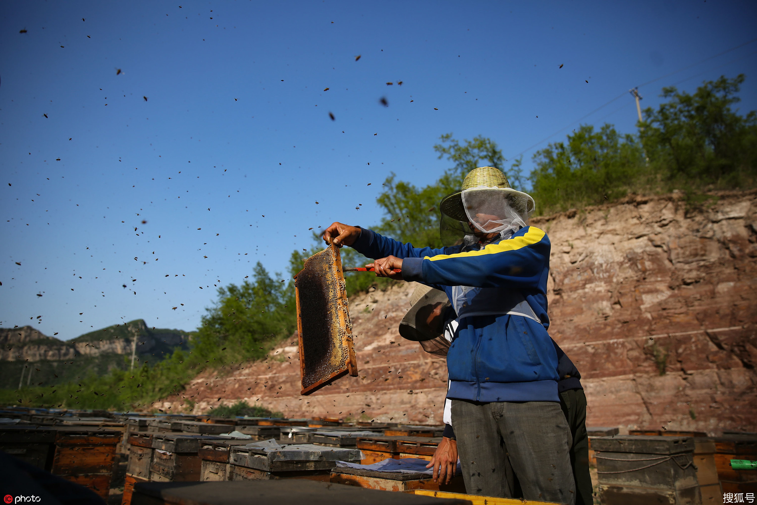 父子俩的"放蜂路":携600万只蜂走遍大半个中国