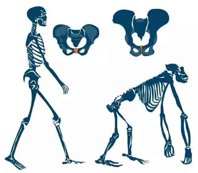 动物骨盆构成图片