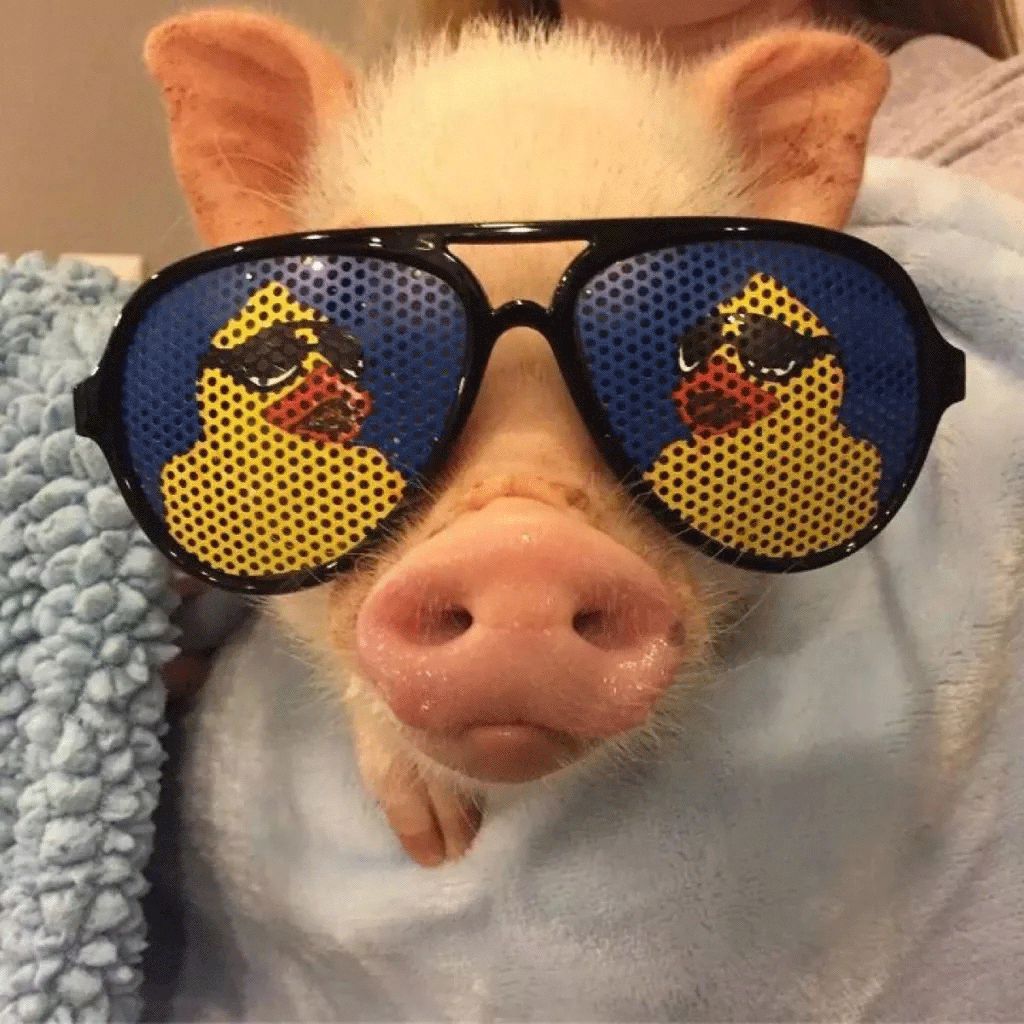 猪猪头像过分可爱了昂