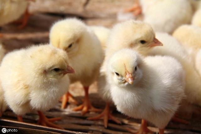 引起雏鸡死亡的原因有哪些