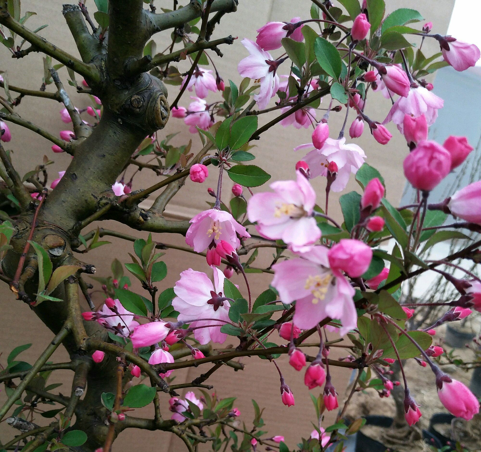 网上买回来的垂丝海棠才几天叶子就慢慢焦枯掉落了怎么办?