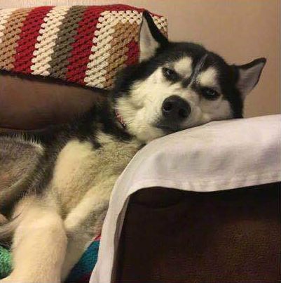 这只让曾让百万网友疯狂的二哈,不光结婚了,而且还生了宝宝!