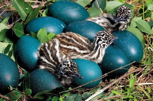 来自澳洲的好爸爸——鸸鹋_宝宝