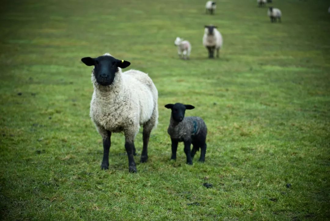 南丘羊与洛尔福克绵羊杂交原产于英国玛纳斯萨福克羊呼图壁县新疆最后