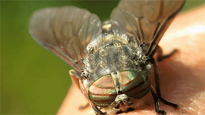 十大吸血昆虫 动物图片