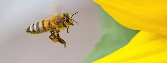 从越冬期蜜蜂死亡谈蜜蜂健康养殖