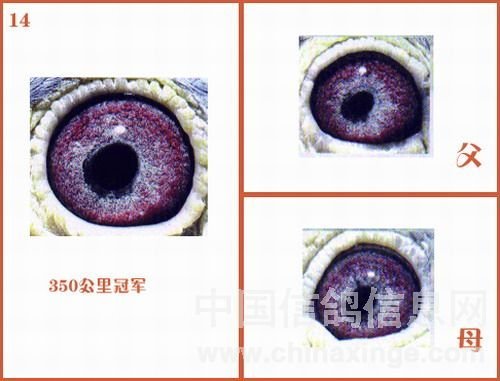 图集冠军的鸽眼配对实例