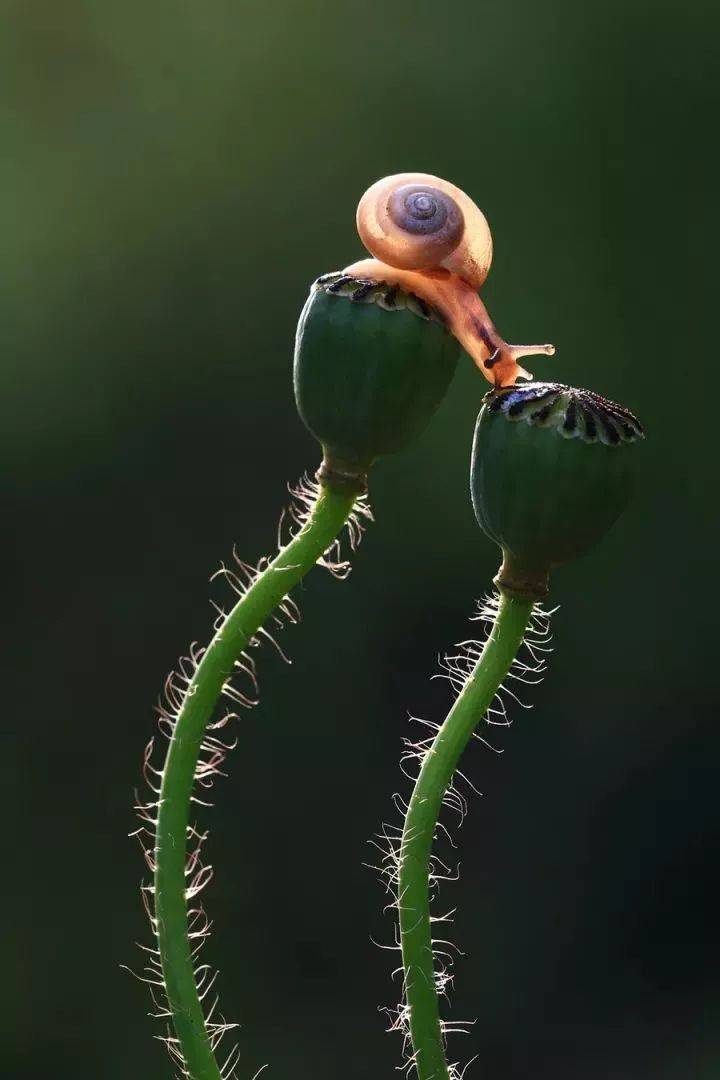 跨界蜗牛胸针