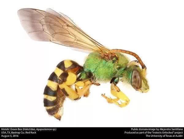 一只隧蜂,属于agapostemon属 | 图片来源:insects unlocked / flickr"