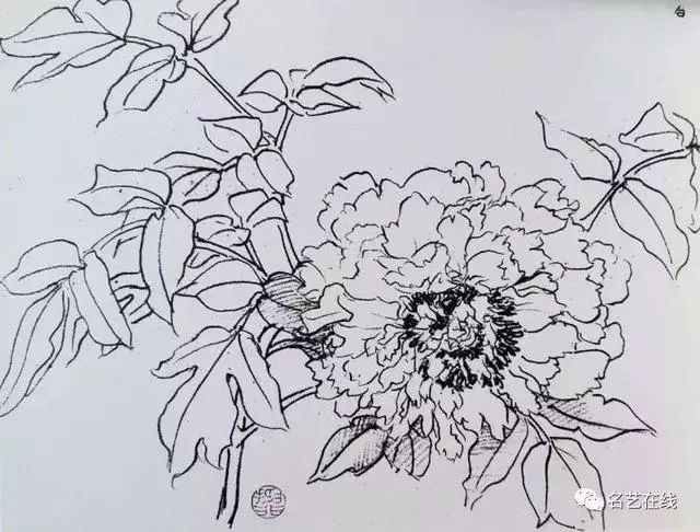 牡丹線描稿