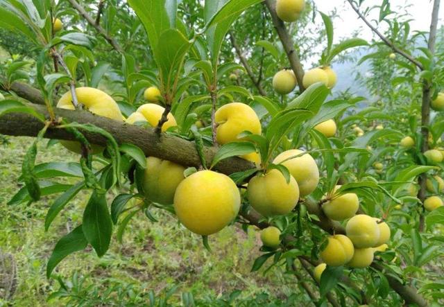 正是李子成熟季哪种李子最受消费者欢迎这五个品种推荐给你