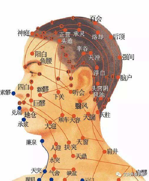 脖子经络图解大全图片