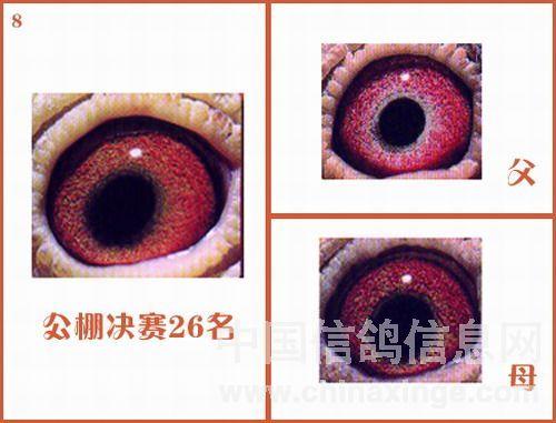 图集冠军的鸽眼配对实例