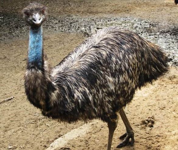 来自澳洲的好爸爸——鸸鹋_宝宝