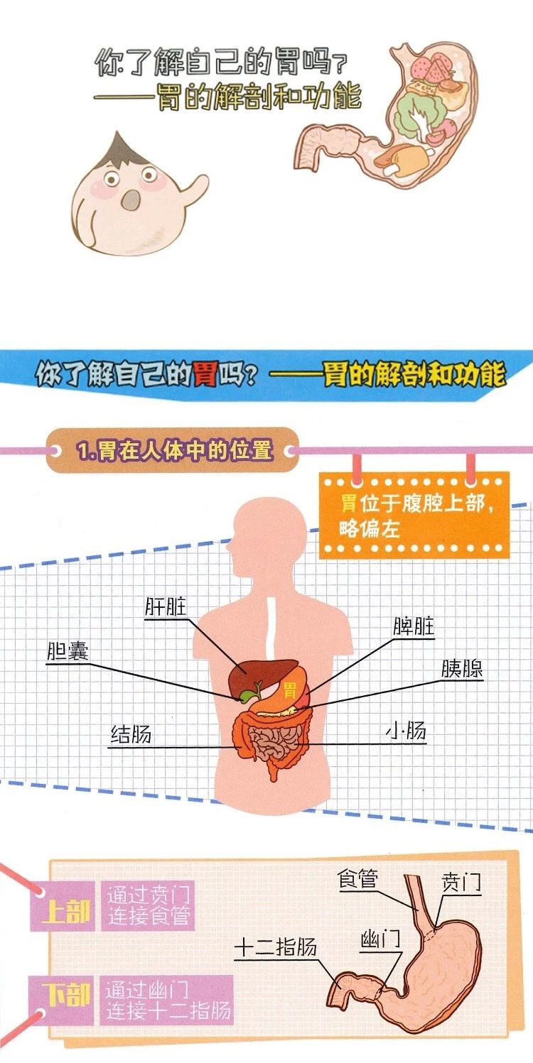 胃在哪个地方胃部图片