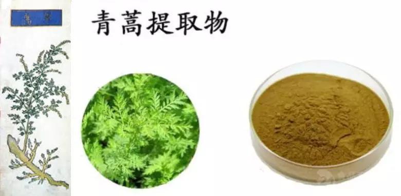 敬佩!屠呦呦回顾青蒿素发现艰难历程