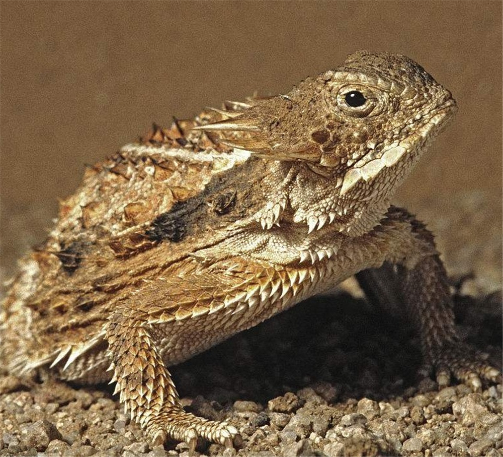 原创世界上最小的蜥蜴夜晚用皮肤喝露水一天能吃1800只黑蚂蚁