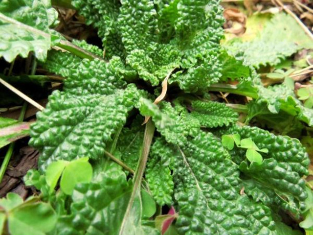 农村长相极丑的蛤蟆草又叫雪见草还可以活血止咳消炎