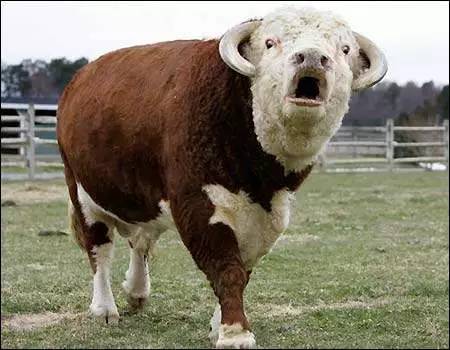 畜生聚会,聊人类 笑晕了