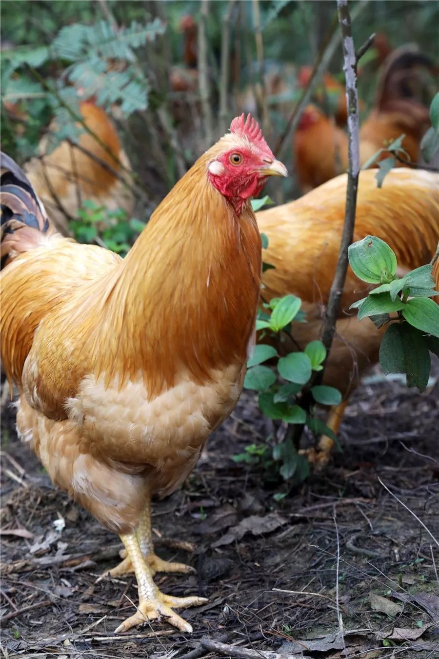 罗定这种网红农产品曾受广东广播电视台推介