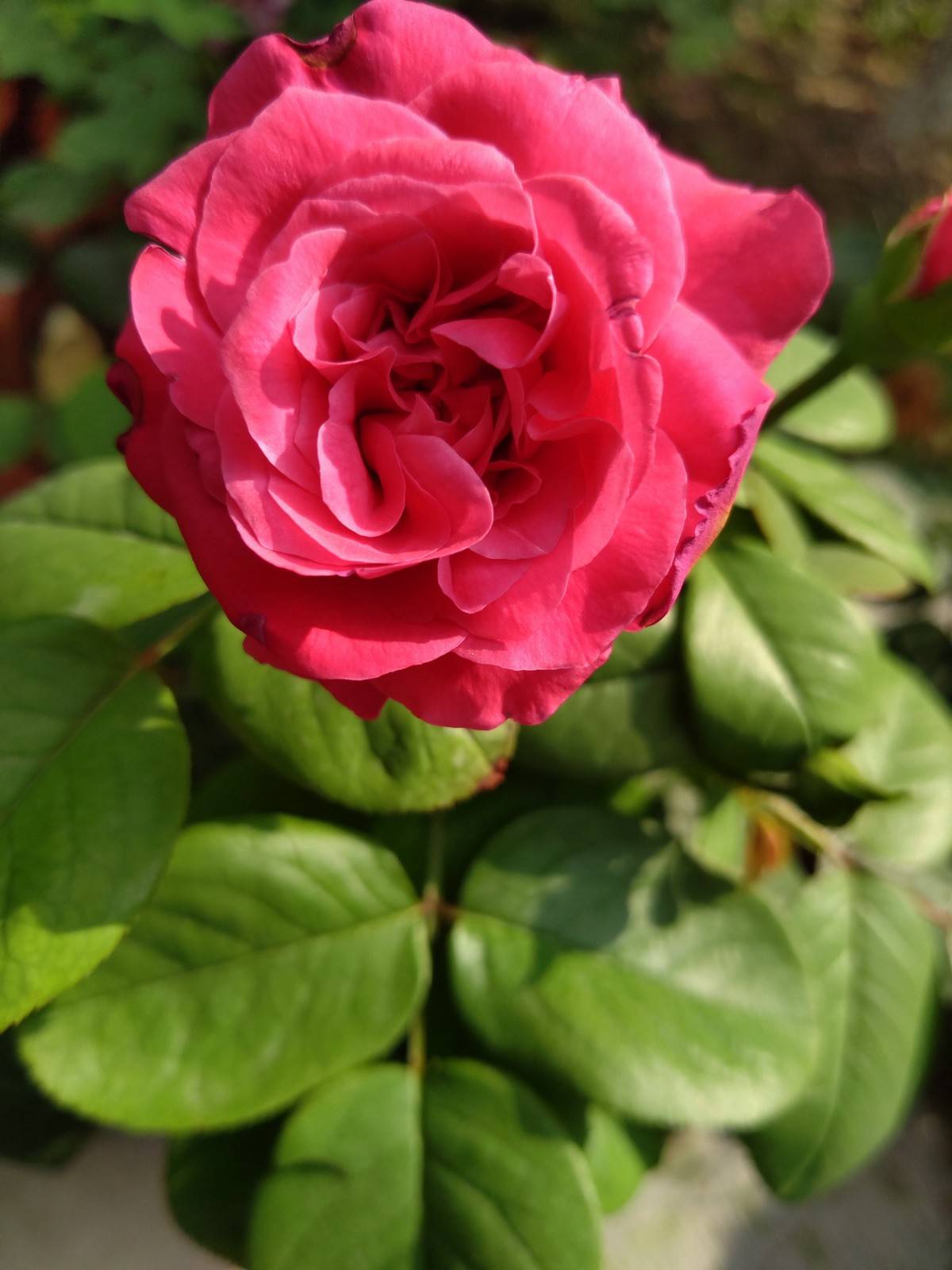 花儿绚丽多彩的颜色从何而来