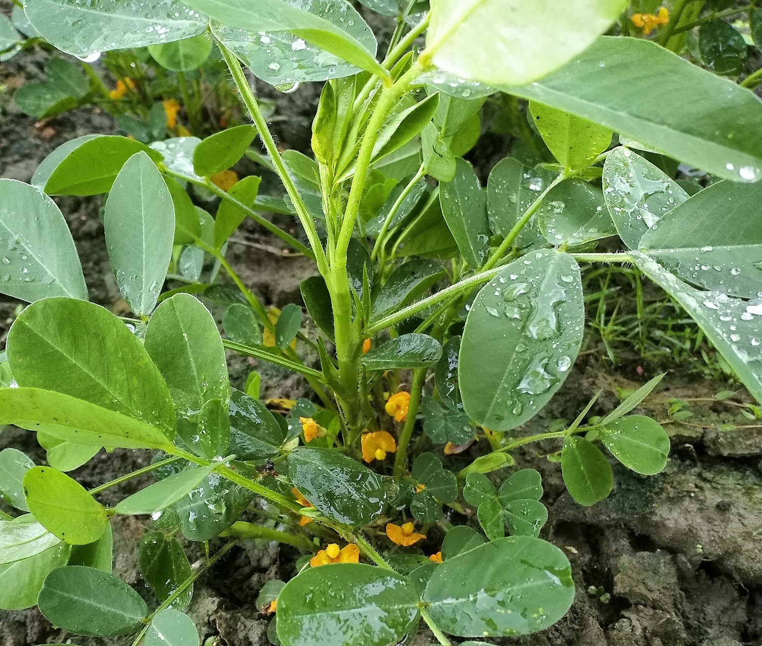 農民種花生,高產要控旺,怎麼控?推薦1個小配方,增產效果好!