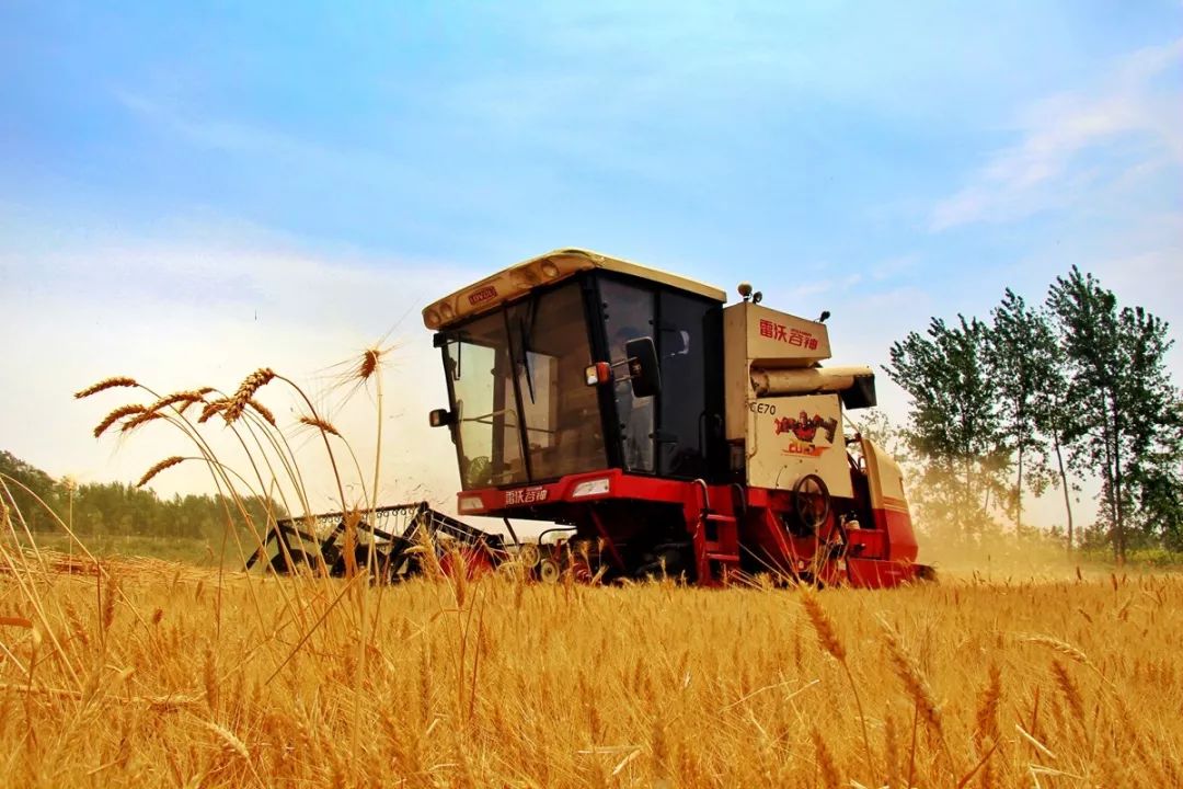 又是一个丰收年_小麦