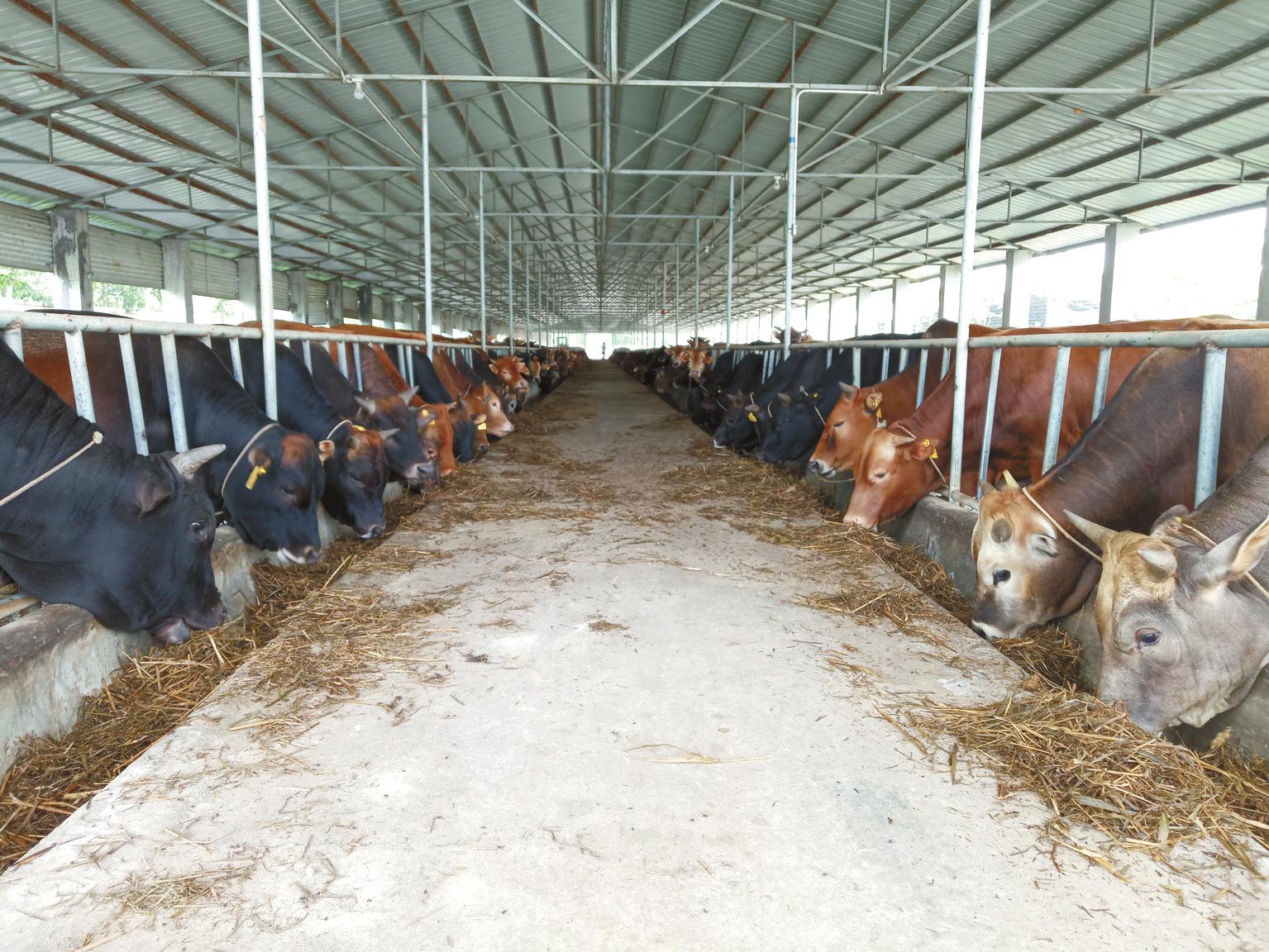 贵州肉牛犊养殖基地图片