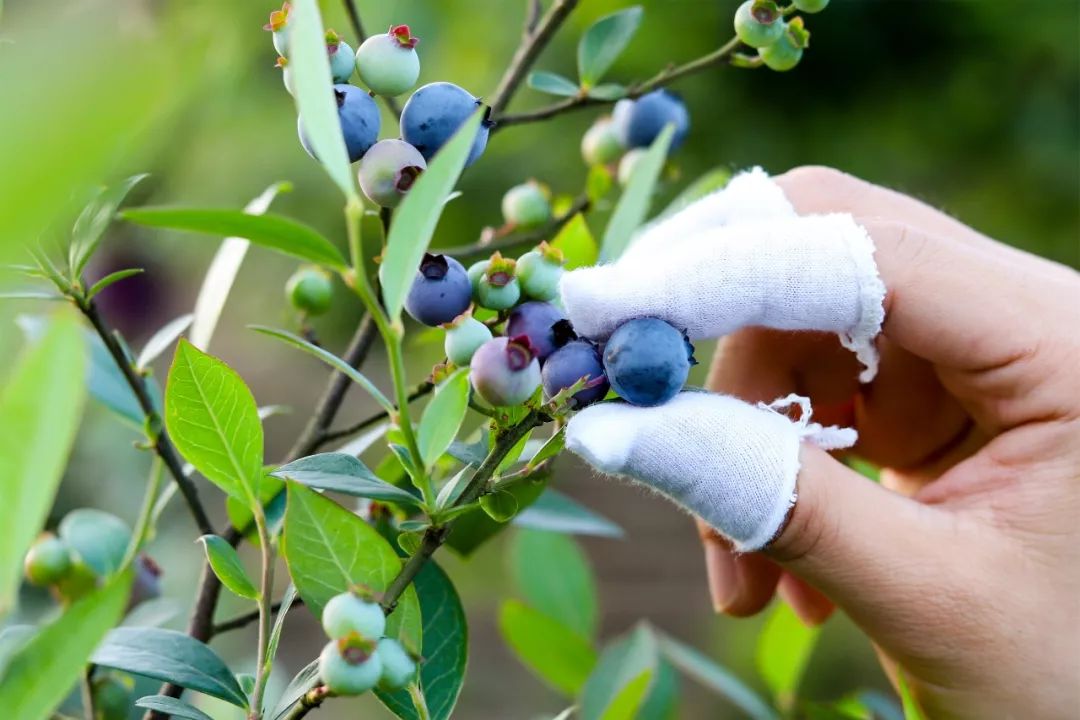 什么值得吃和一颗蓝莓死磕8年