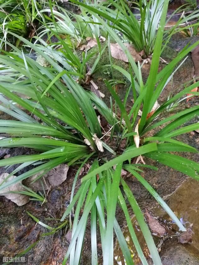 中藥材野生石菖蒲的產地及市場調研情況_價格