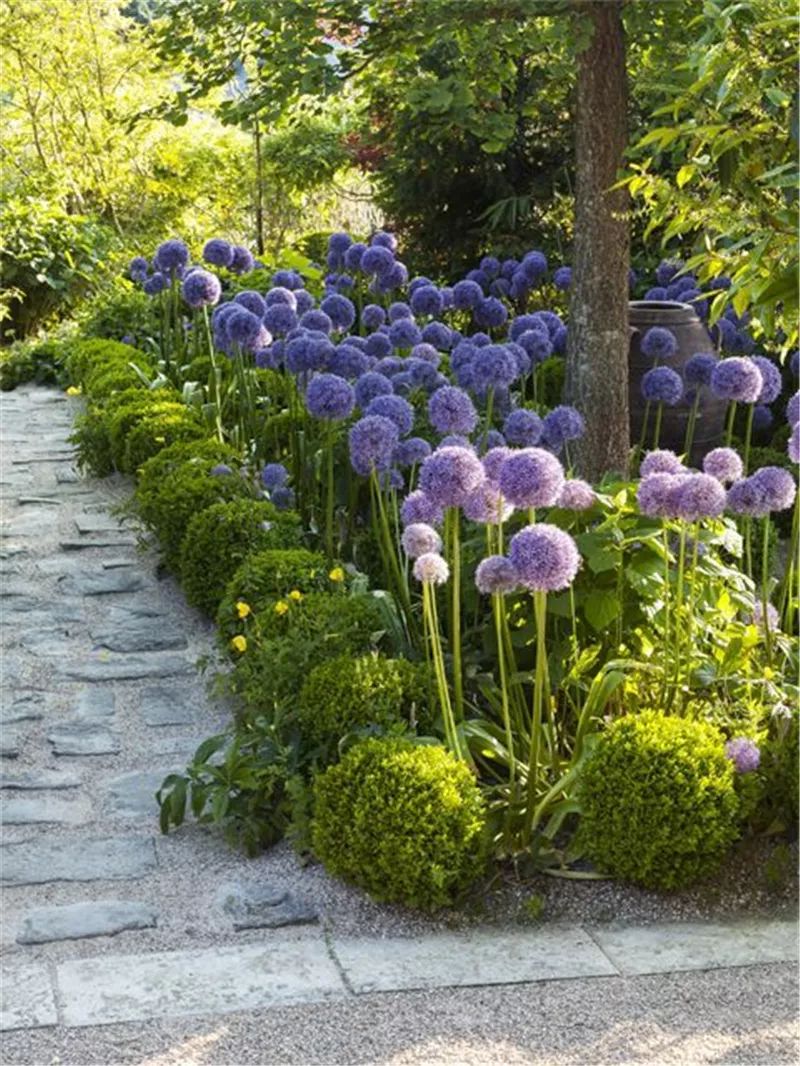中间高两边低,且后 面的植物颜色较深,质感粗糙地栽植在花境后方或