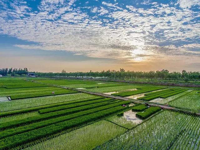 洛阳黄河岸边万亩水稻六月插秧繁忙如江南