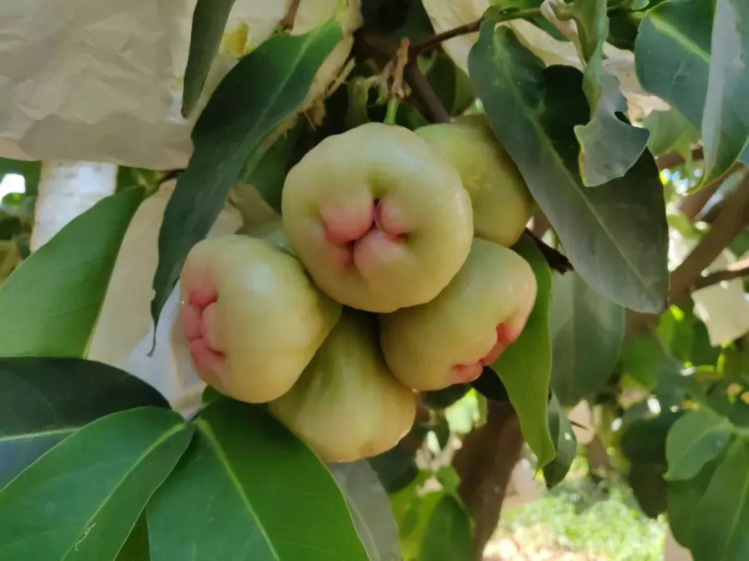 清甜爽脆攀枝花莲雾上市想去采摘这样走