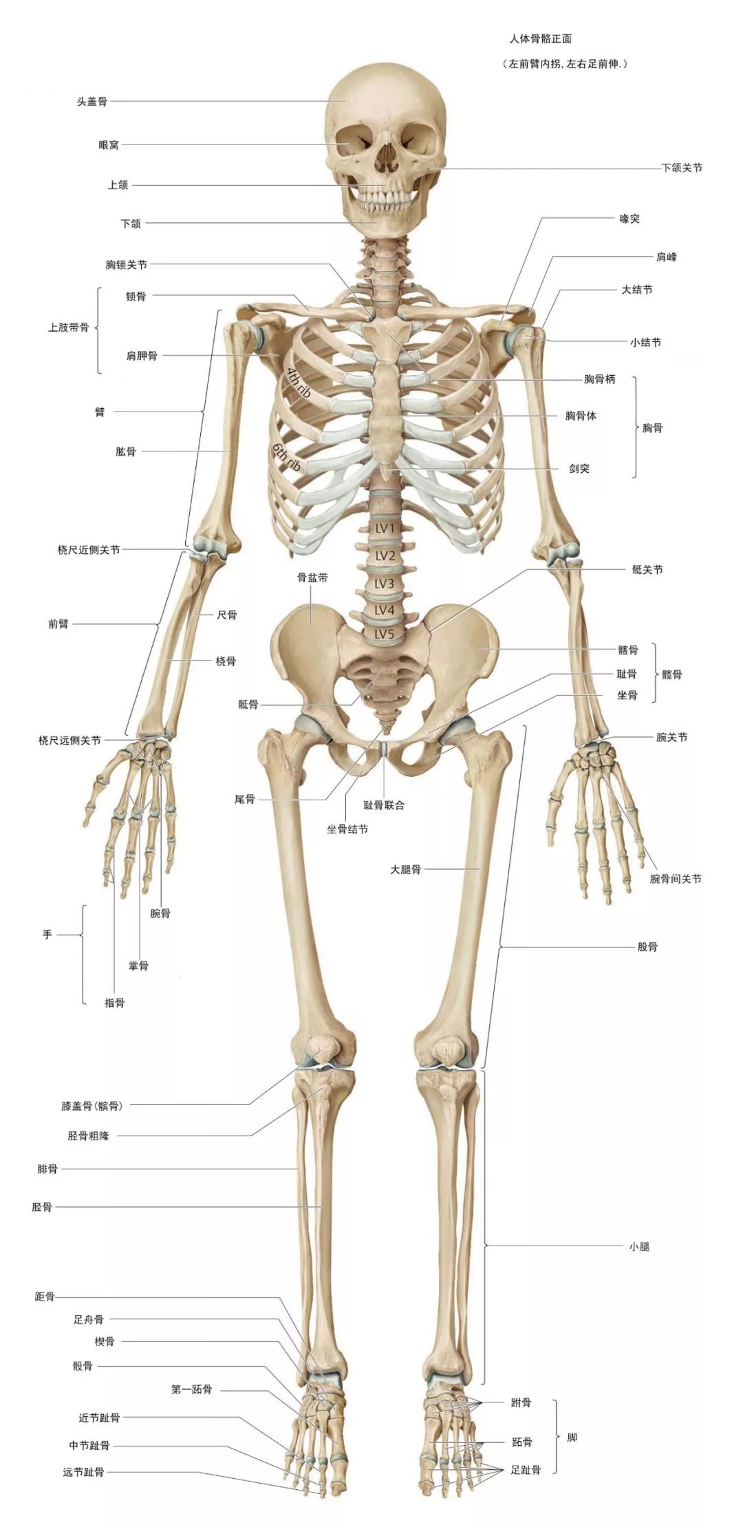 人的骨架图清晰图片