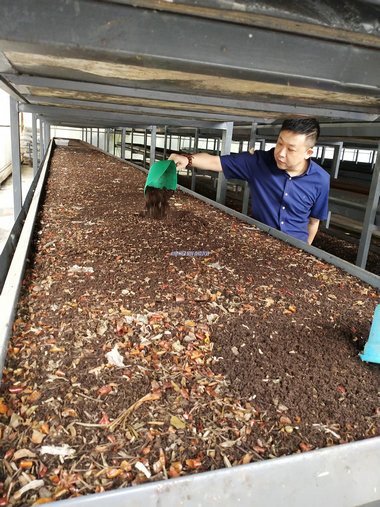 安州黑水虻每天吃6吨剩饭剩菜生物工艺让餐厨垃圾变废为宝
