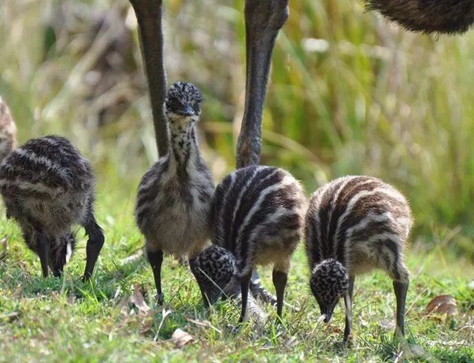 来自澳洲的好爸爸——鸸鹋_宝宝