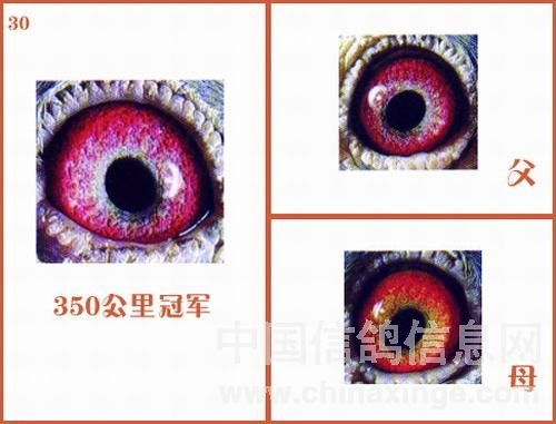 图集冠军的鸽眼配对实例