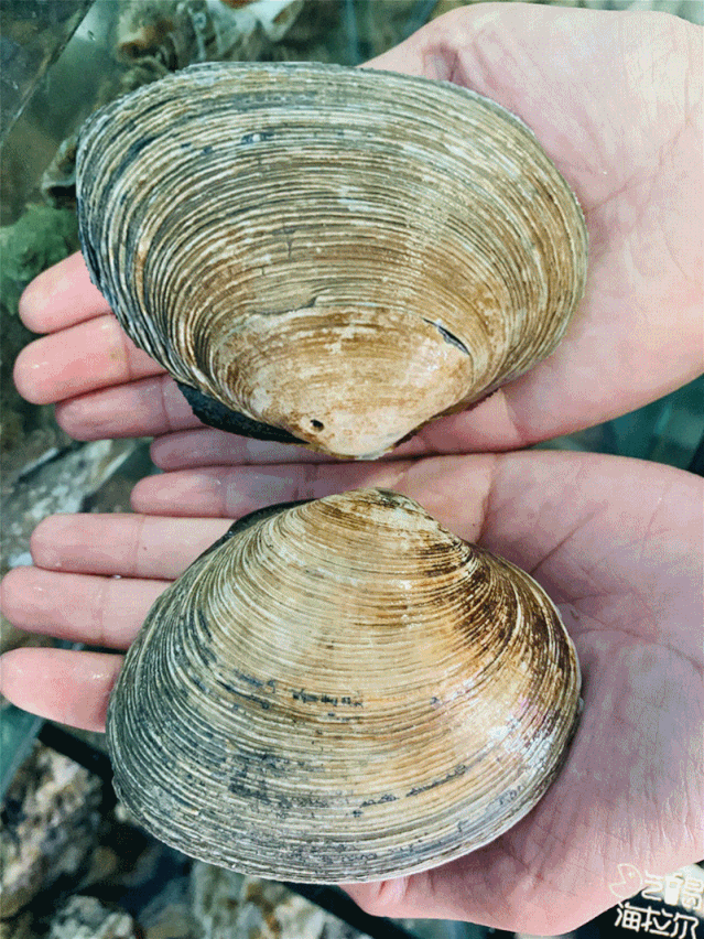 肥美的肉质多汁饱满还没下锅小编已经口水直流~牛眼贝牛眼贝也是个顶