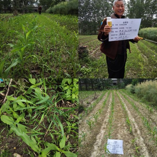 3,高温天气,在使用苗后除草剂时,最好选用安全型烟醚磺隆类或硝磺草酮