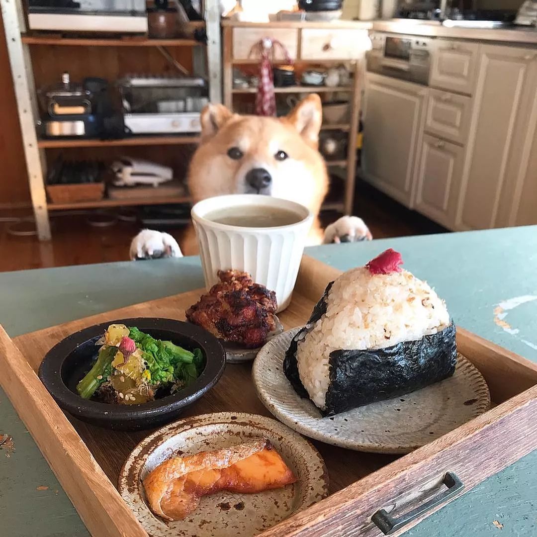 日本柴犬陪主人吃饭的照片火爆网络萌翻100w网友你贪吃样子让人哭笑不