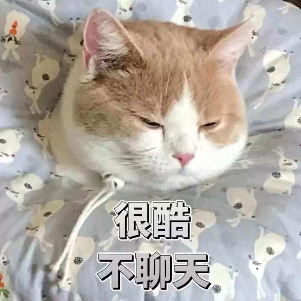 【表情】可爱猫猫斗图表情