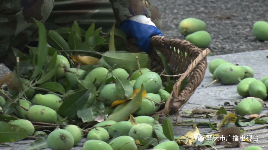 端州區園林部門提醒切勿採摘食用綠化芒果