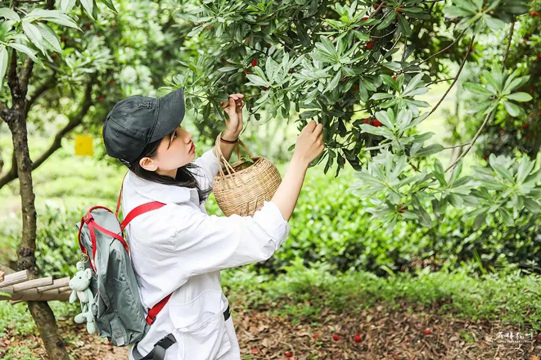 自然给的最美背景墙,周末约上三五好友,带上家人来一场所前摘杨梅之旅