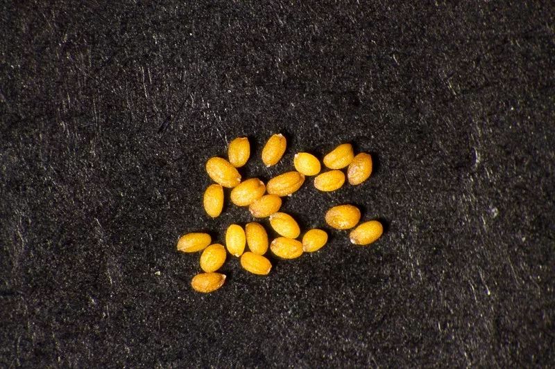 主要用于水稻,小麦,玉米,大豆,棉花,拟南芥的荧光蛋白