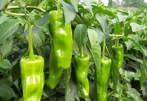 农村地里刚摘的新鲜蔬菜,上桌全家人爱吃